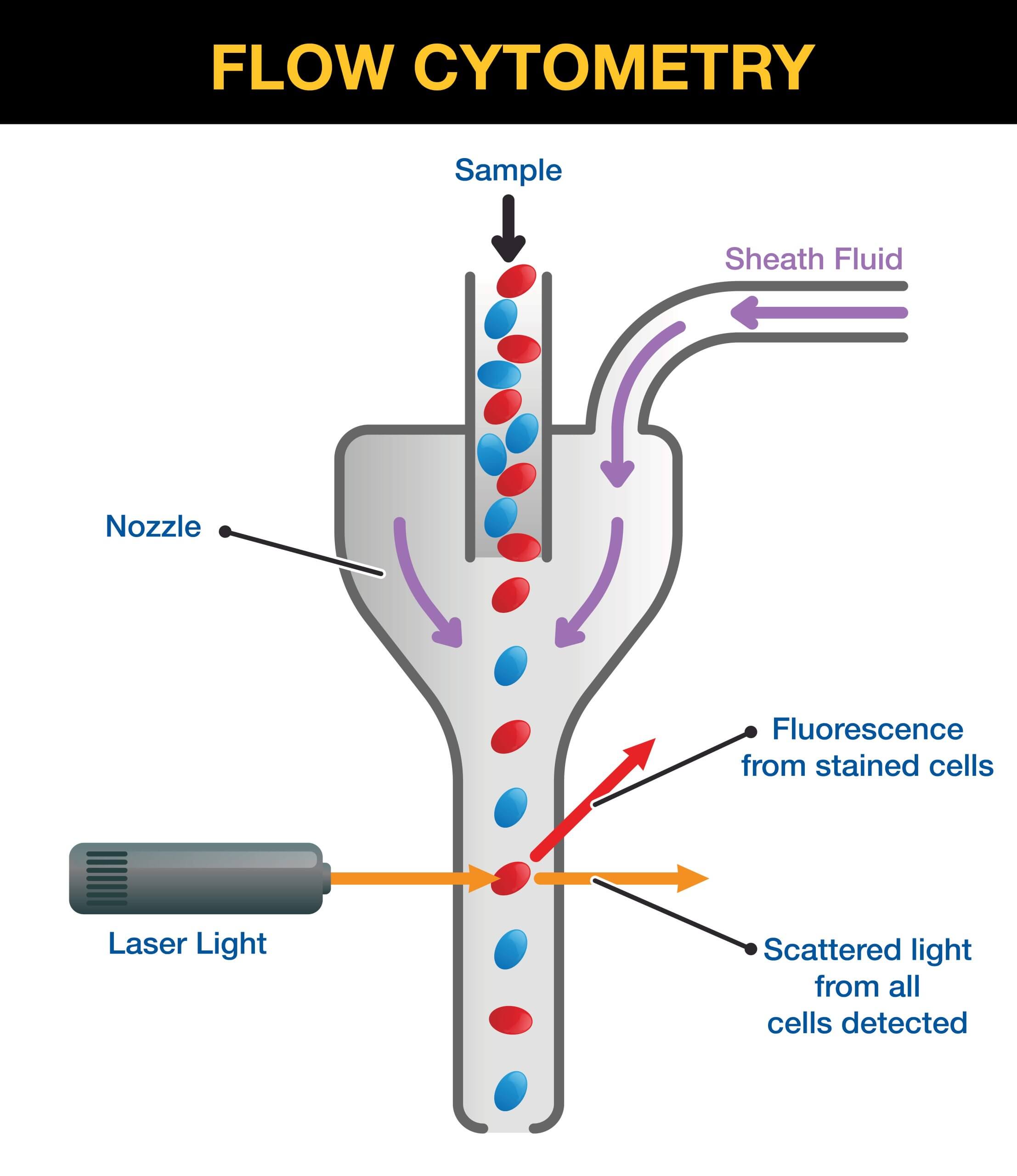flow cytometry